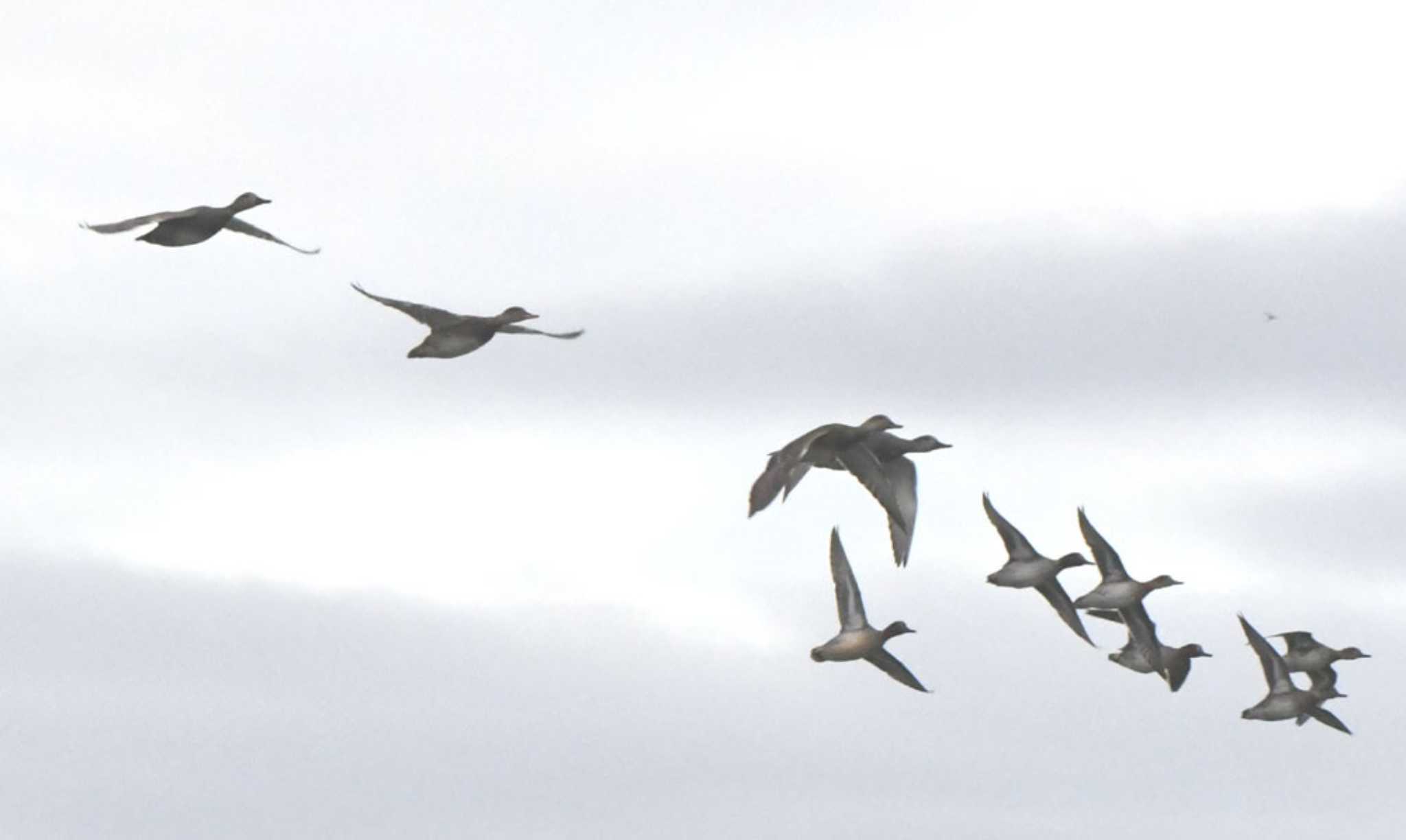 Photo of Eurasian Teal at Tokyo Port Wild Bird Park by TOM57