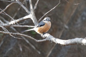 Bull-headed Shrike 五十鈴公園 Mon, 1/22/2024