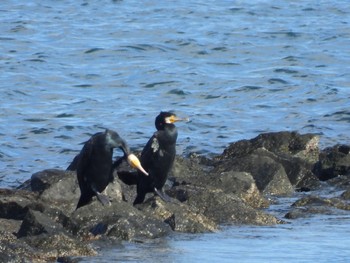 Japanese Cormorant 安濃川河口 Mon, 12/4/2023