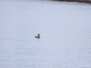 ウミアイサ ふなばし三番瀬海浜公園 2024年1月22日(月)