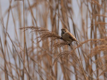 Common Reed Bunting Sambanze Tideland Mon, 1/22/2024