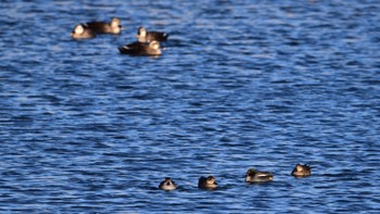 Eurasian Teal 田端東遊水池公園(袋井市) Sun, 1/14/2024