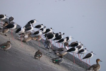 Black-winged Stilt 土留木川河口(東海市) Mon, 1/22/2024