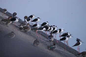 Black-winged Stilt 土留木川河口(東海市) Mon, 1/22/2024