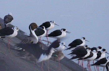 Black-winged Stilt 土留木川河口(東海市) Mon, 1/22/2024