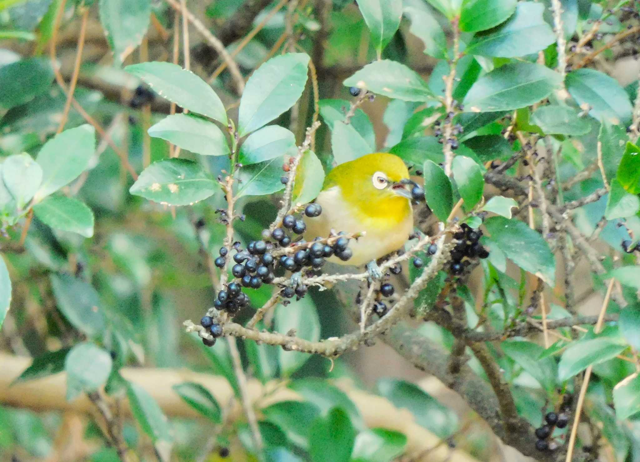 Warbling White-eye