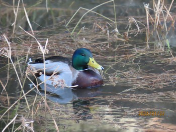 マガモ 葛西臨海公園 2024年1月22日(月)