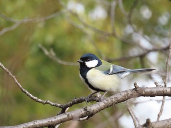 シジュウカラ 大阪城公園 2024年1月20日(土)