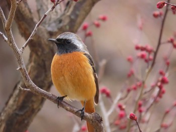 2024年1月20日(土) 大阪城公園の野鳥観察記録