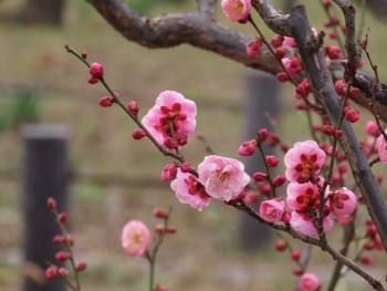 未同定 大阪城公園 2024年1月20日(土)