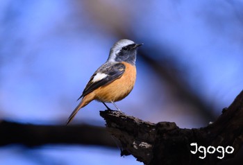 Daurian Redstart 東京都立桜ヶ丘公園(聖蹟桜ヶ丘) Wed, 1/17/2024