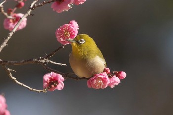2024年1月22日(月) こども自然公園 (大池公園/横浜市)の野鳥観察記録