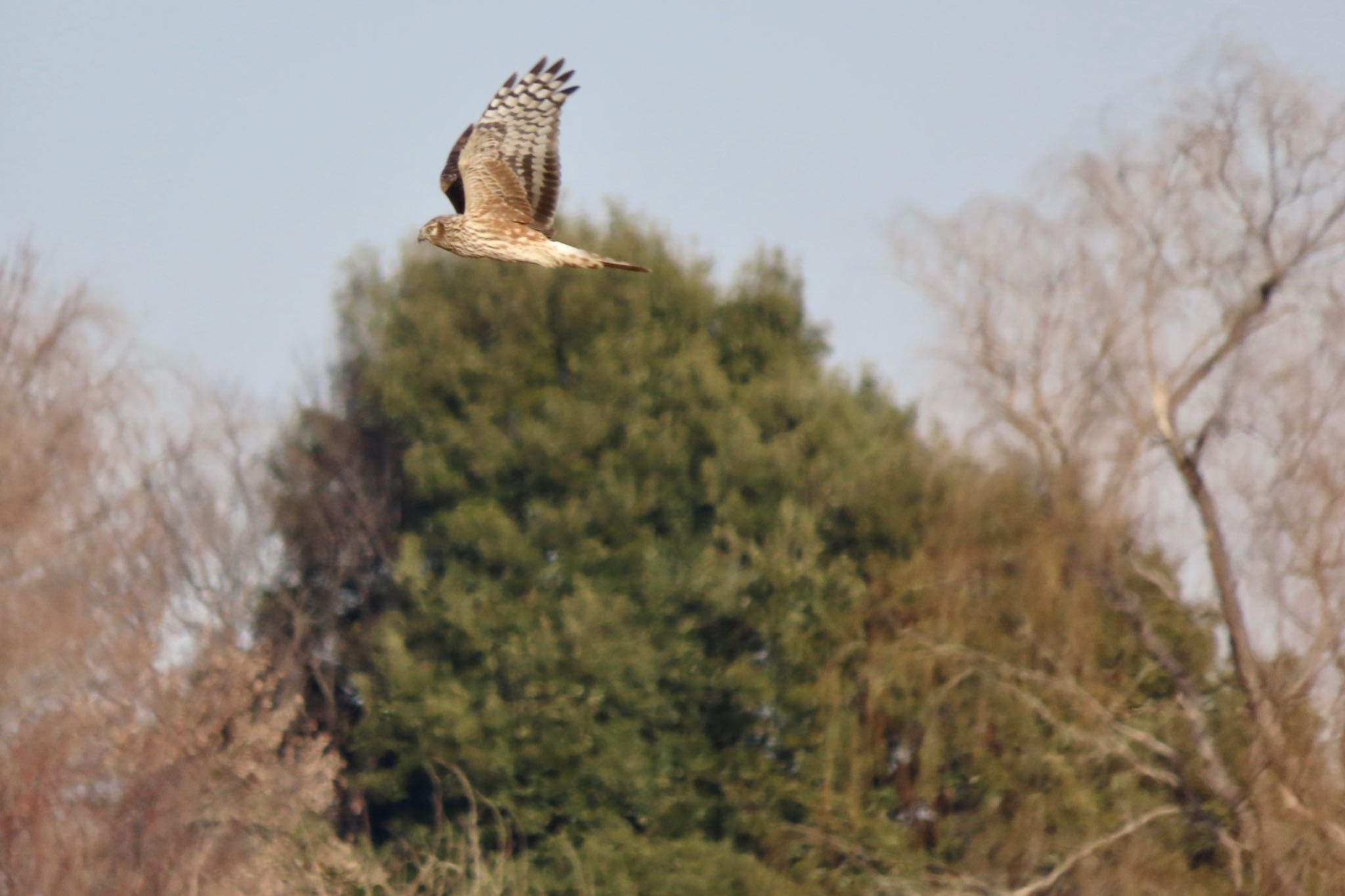 Hen Harrier