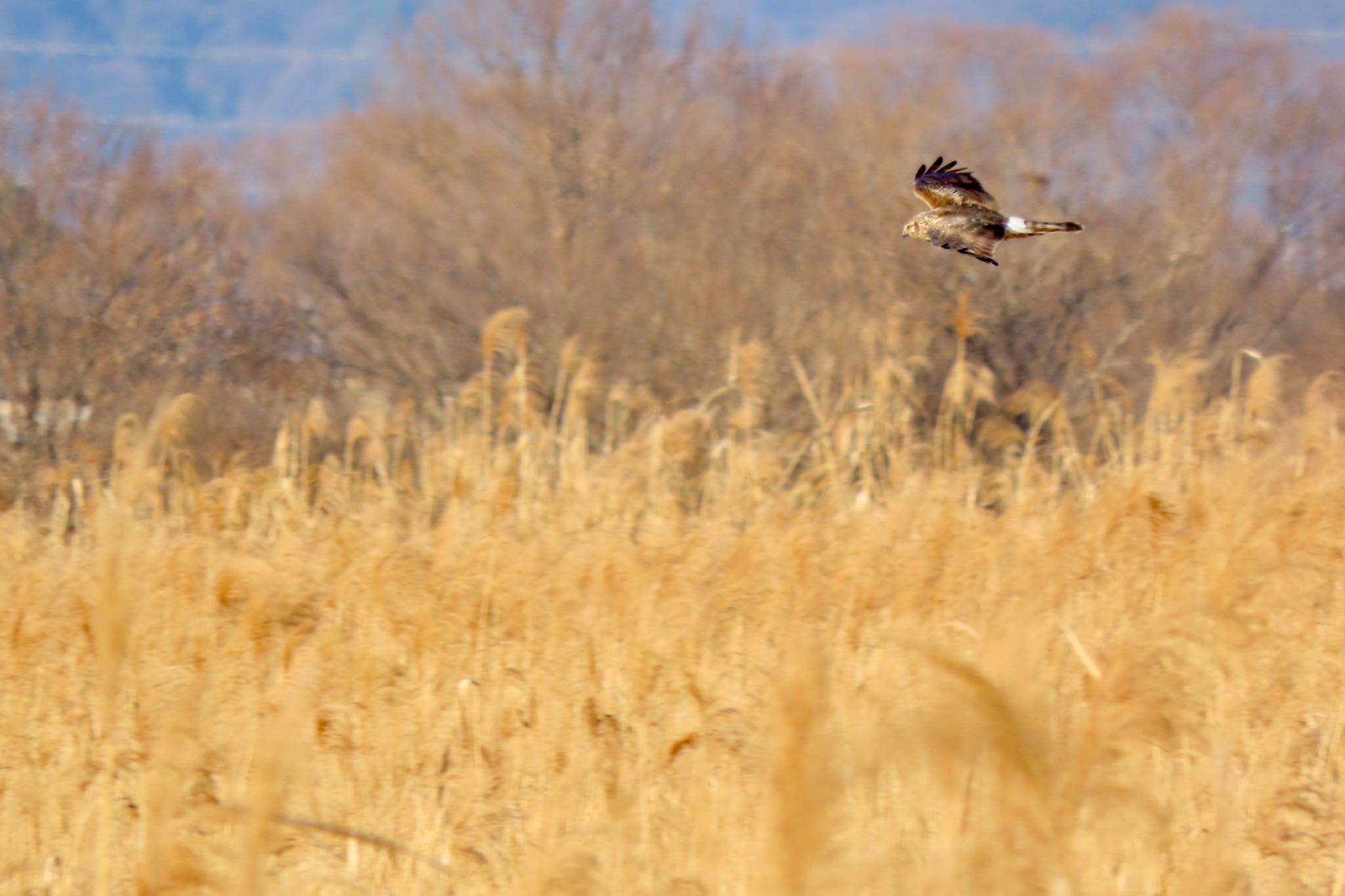 Photo of Hen Harrier at Watarase Yusuichi (Wetland) by 中学生探鳥家