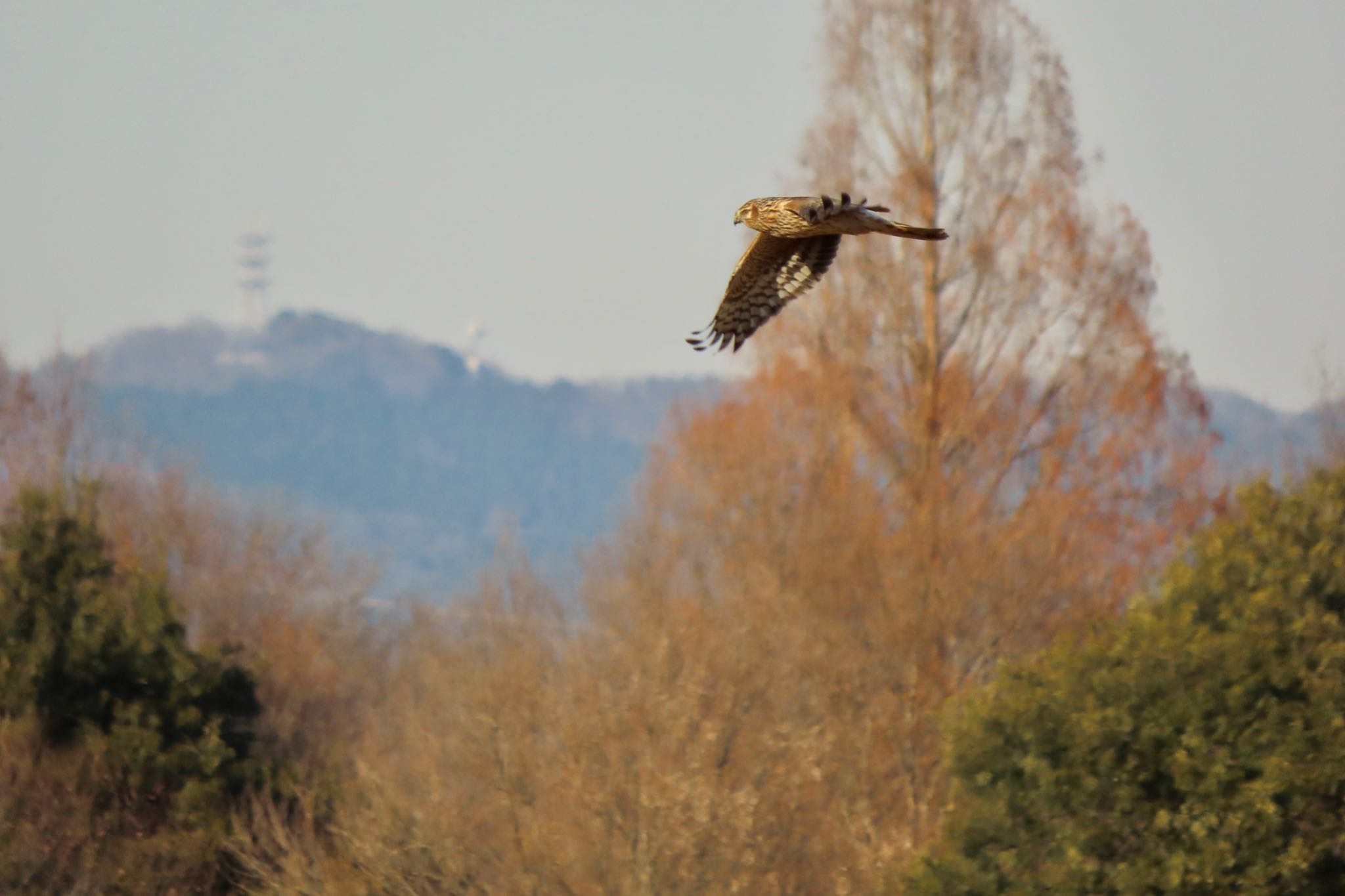 Hen Harrier