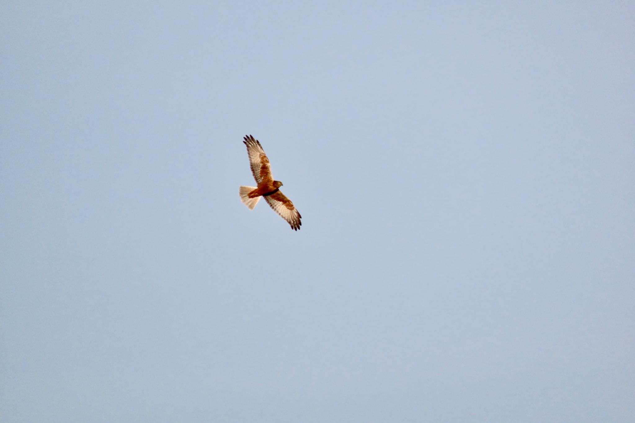 Photo of Eastern Marsh Harrier at Watarase Yusuichi (Wetland) by 中学生探鳥家