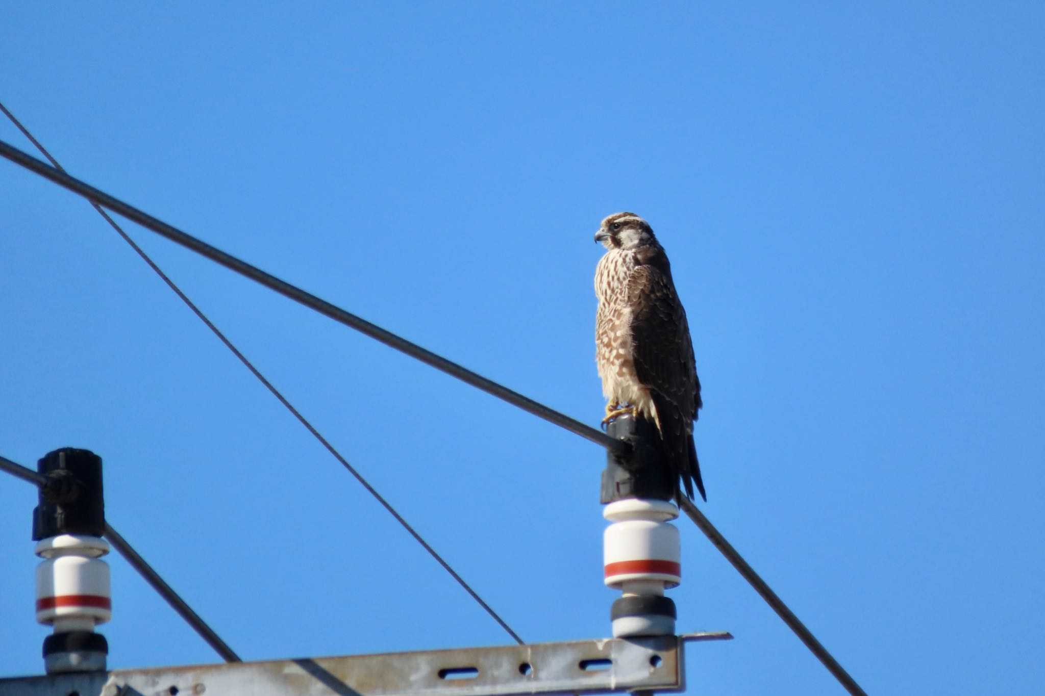 Peregrine Falcon(calidus)