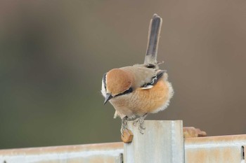 Bull-headed Shrike 愛知県 Fri, 1/19/2024