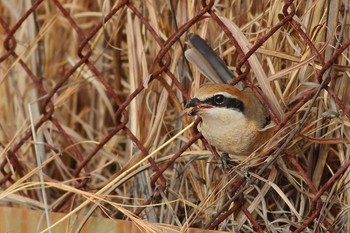 Bull-headed Shrike 愛知県 Fri, 1/19/2024