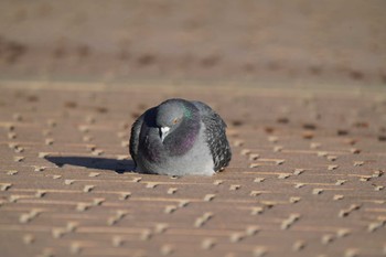 カワラバト 水元公園 2024年1月22日(月)