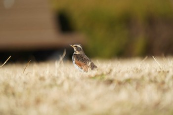 ツグミ 水元公園 2024年1月22日(月)