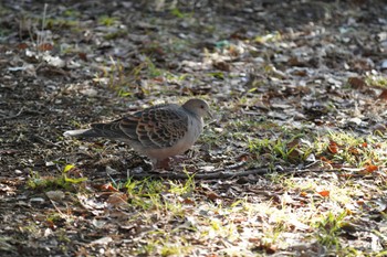 Oriental Turtle Dove Mizumoto Park Mon, 1/22/2024