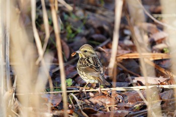 Masked Bunting Mizumoto Park Mon, 1/22/2024