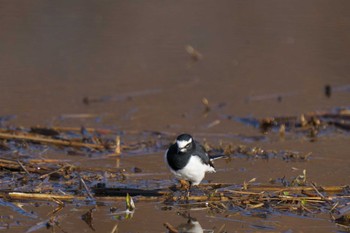 Japanese Wagtail Mizumoto Park Mon, 1/22/2024