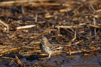 Water Pipit Mizumoto Park Mon, 1/22/2024