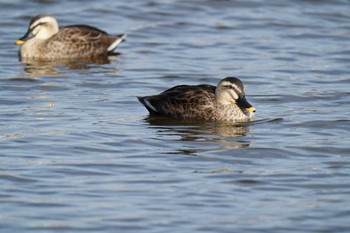 Eastern Spot-billed Duck Mizumoto Park Mon, 1/22/2024