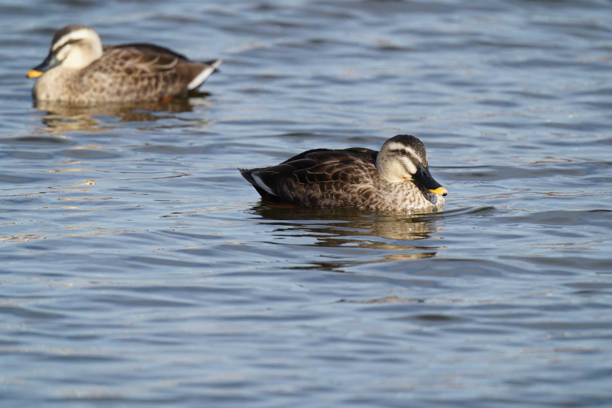 Photo of Eastern Spot-billed Duck at Mizumoto Park by とろぴたる