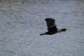 Japanese Cormorant Mizumoto Park Mon, 1/22/2024