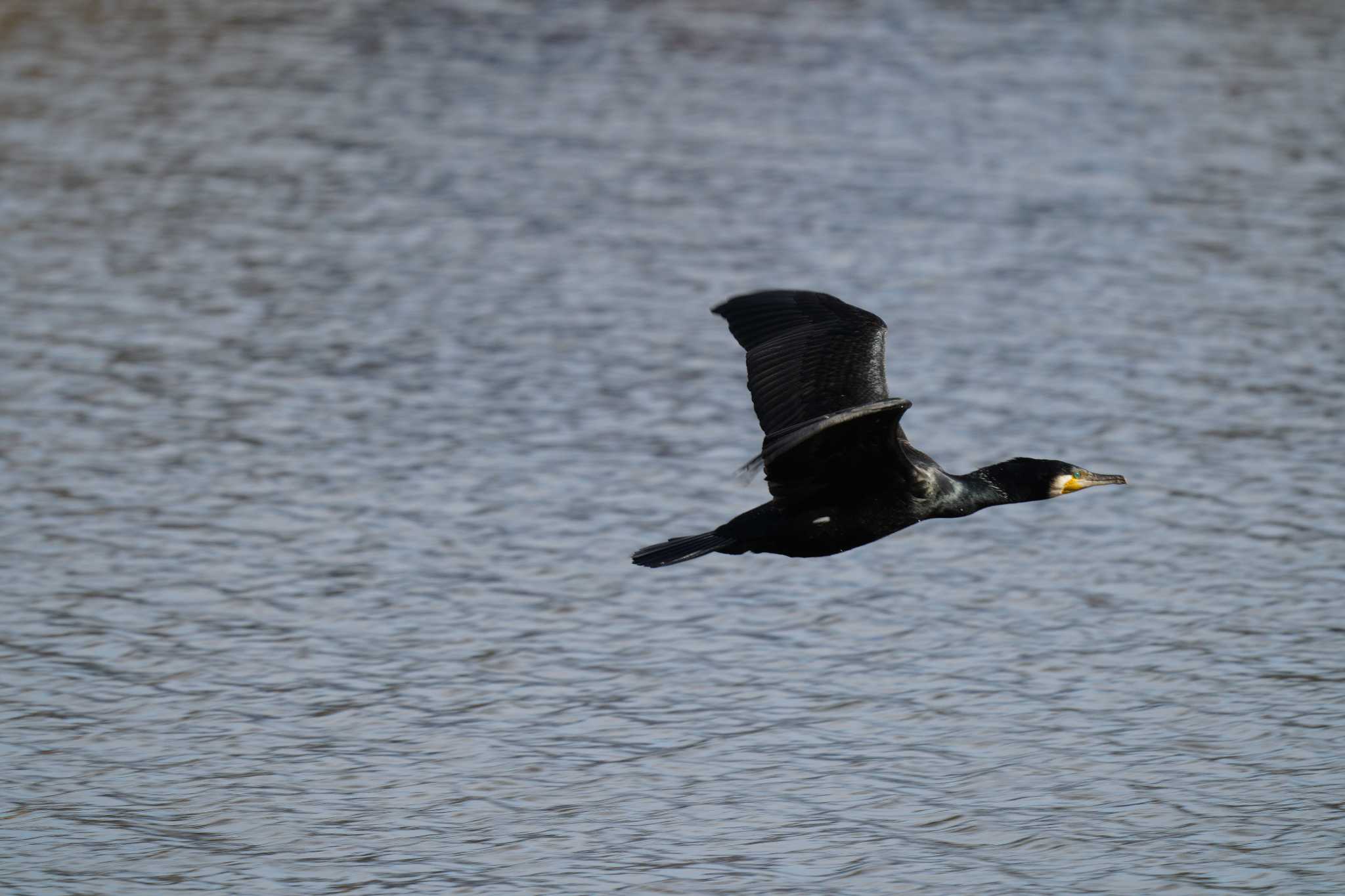 Photo of Japanese Cormorant at Mizumoto Park by とろぴたる