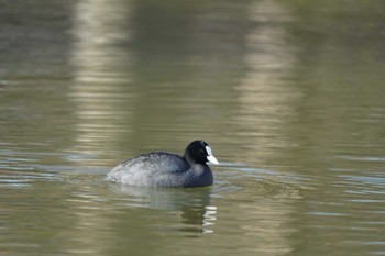 オオバン 水元公園 2024年1月22日(月)