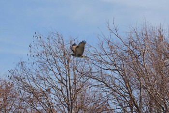 Eastern Buzzard Mizumoto Park Mon, 1/22/2024