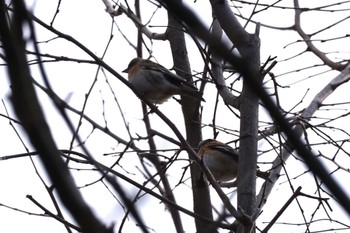 Sun, 1/7/2024 Birding report at 南阿蘇ビジターセンター