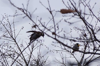 Japanese Grosbeak 南阿蘇ビジターセンター Sun, 1/7/2024