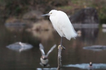 Little Egret 八景水谷公園 Fri, 1/12/2024