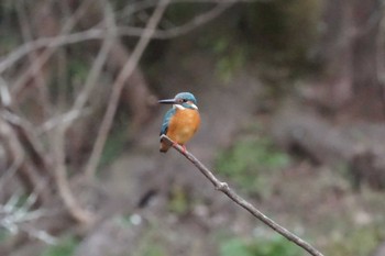 Thu, 1/18/2024 Birding report at 八景水谷公園