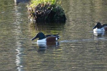 Northern Shoveler 江津湖 Sun, 1/14/2024