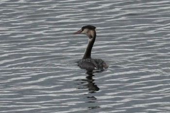 Great Crested Grebe 江津湖 Sun, 1/21/2024