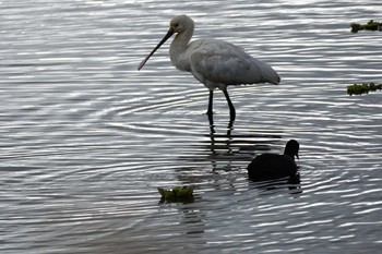 Eurasian Spoonbill 江津湖 Sun, 1/21/2024