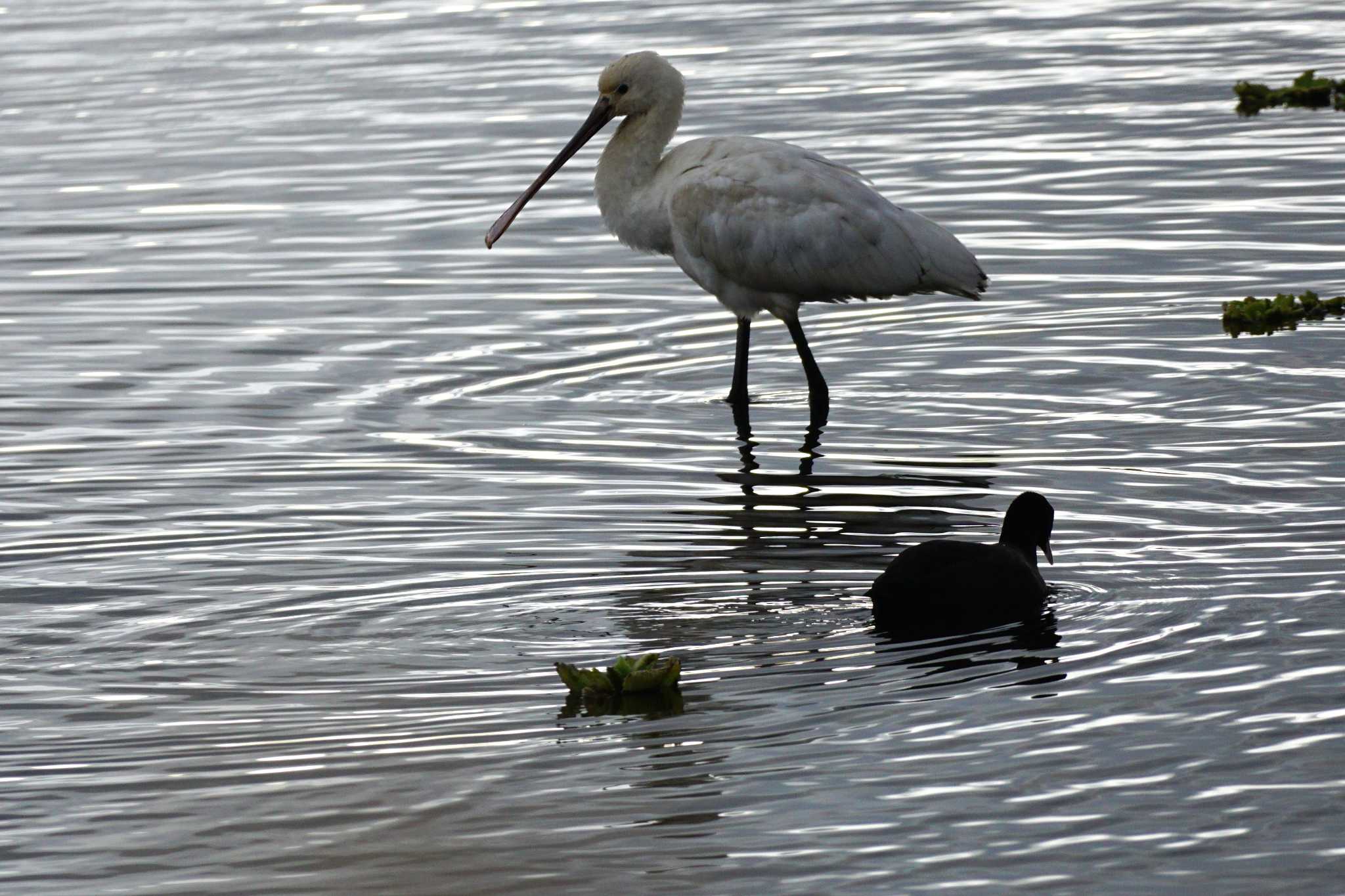 Eurasian Spoonbill