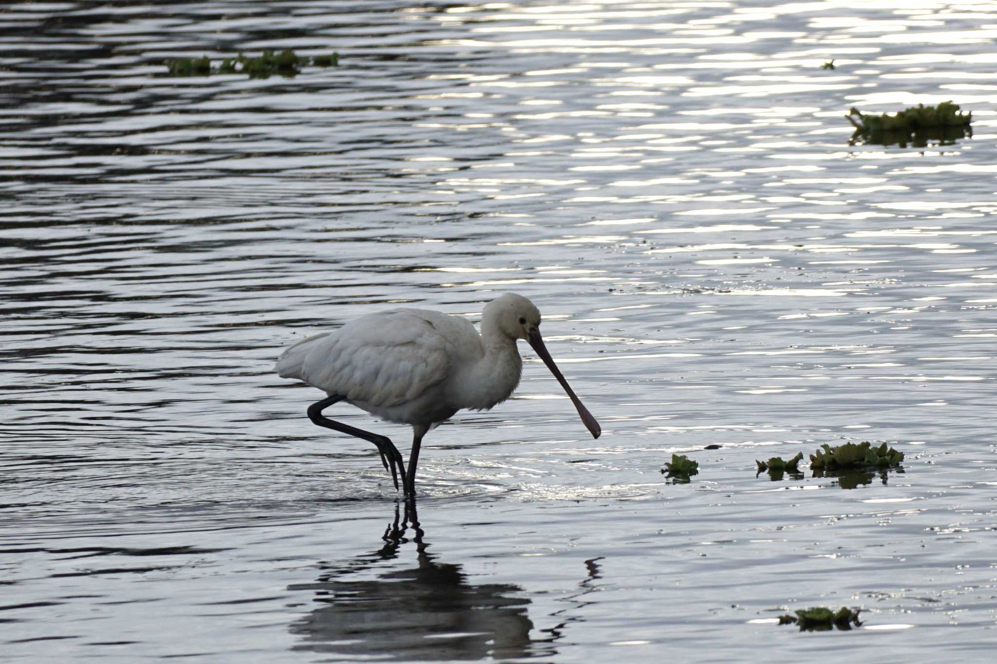 Eurasian Spoonbill