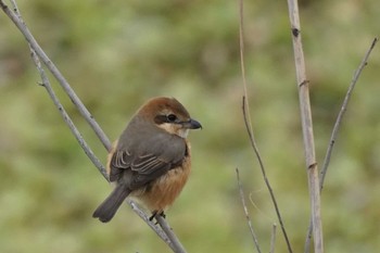 Bull-headed Shrike 江津湖 Sun, 1/21/2024