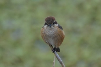 Bull-headed Shrike 江津湖 Sun, 1/21/2024