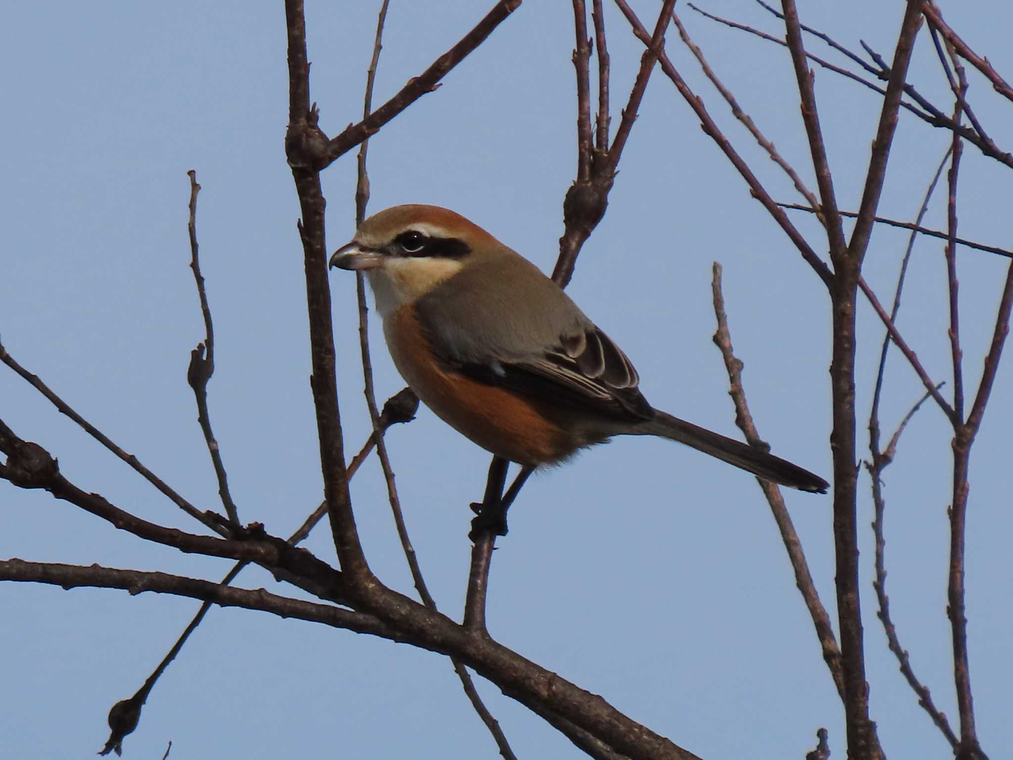 Bull-headed Shrike