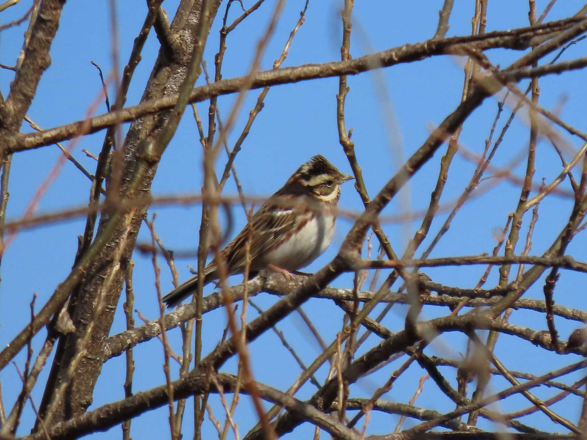 Rustic Bunting