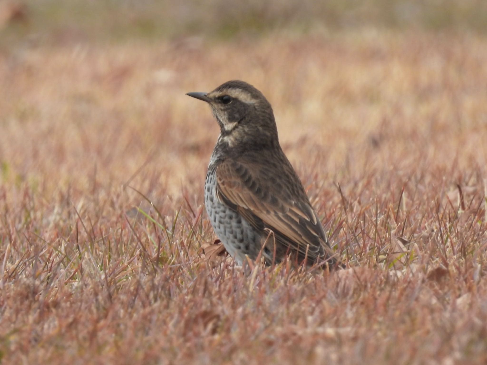 Dusky Thrush