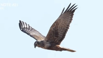 Eastern Marsh Harrier 淀川河川公園 Sun, 1/14/2024